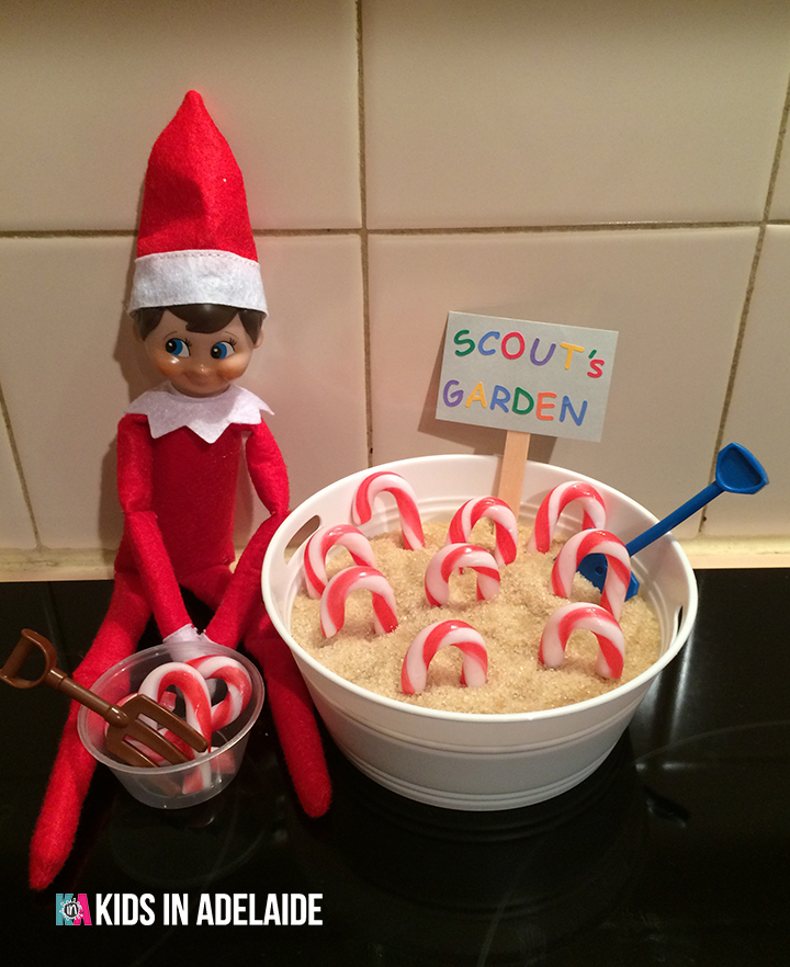 Kids in Adelaide Elf on the Shelf Scouts Garden part 2
