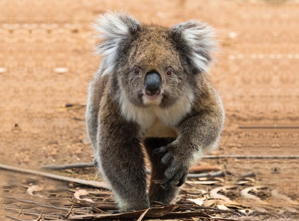 Pascal's Koala, Hanson Bay