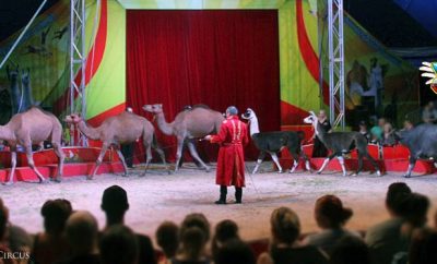 Casino zebra circus
