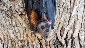 Bat Trail! @ River Torrens, Adjacent Botanic Park | South Australia | Australia